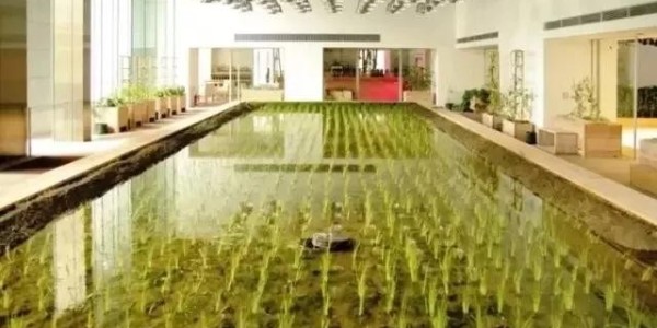 美國人把辦公桌搬進了熱帶雨林，日本人把農(nóng)場搬進了寫字樓！